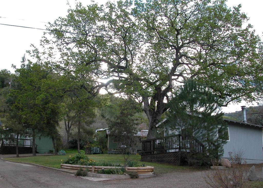 Sequoia Motel Three Rivers Buitenkant foto